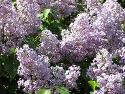 Lilac bush old fashion purple - lilac,